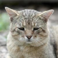 triste focinho retrato de um gato listrado cinza com olhos verdes, foco seletivo foto