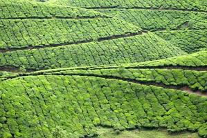 plantação de chá, colheita de chá foto