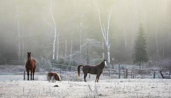 cavalos do lado de fora em um curral, na geada do início de novembro. foto