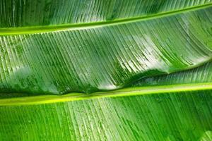 fundo natural de sobreposição de folha de bananeira verde fresca foto