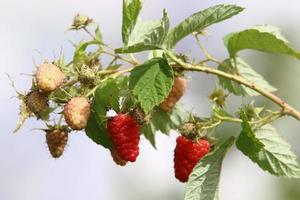 arbustos de framboesa com frutas maduras no parque da cidade. foto