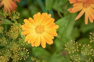 flor de calêndula laranja ou calendula officinalis com gotas de água após a chuva. foto