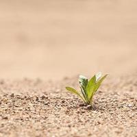 planta verde sozinha na areia. o conceito de sobrevivência. foto com espaço de cópia.
