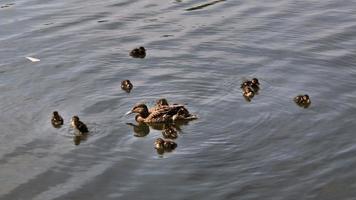 uma vista de um pato-real foto