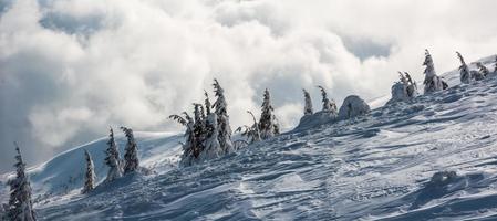árvores de inverno nas montanhas cobertas de neve fresca foto