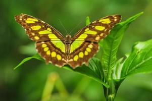 borboleta malaquita em uma folha na floresta tropical foto