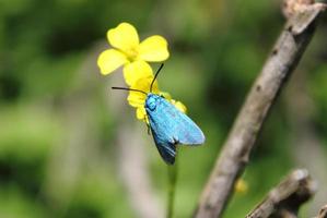 borboleta azul em flor amarela