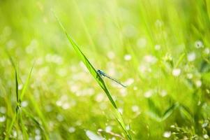 pequena libélula azul na grama verde do campo
