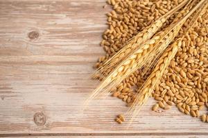 grãos e espigas de trigo da fazenda de agricultura orgânica. foto