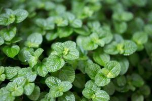 menta mentha ou pilea nummulariifolia foto