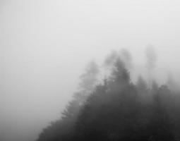 árvores nas montanhas sob forte neblina foto