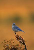 pássaro azul da montanha masculino foto
