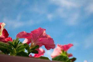 flores de petúnia contra o céu. foto abaixo. espaço de cópia