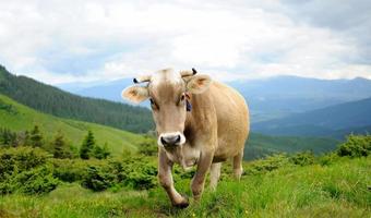 vaca nas montanhas foto