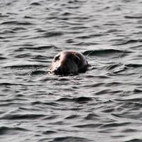 uma visão de uma foca ao largo da costa da ilha de homem foto