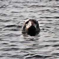 uma visão de uma foca ao largo da costa da ilha de homem foto