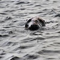 uma visão de uma foca ao largo da costa da ilha de homem foto