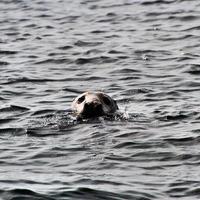 uma visão de uma foca ao largo da costa da ilha de homem foto