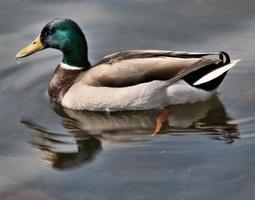 uma vista de um pato-real foto