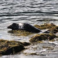 uma visão de uma foca ao largo da costa da ilha de homem foto