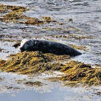 uma visão de uma foca ao largo da costa da ilha de homem foto