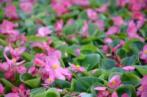 foto da capa do padrão floral de flores de begônia rosa