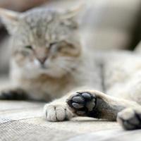 triste gato deitado em um sofá macio ao ar livre e descansando com a pata em foco foto