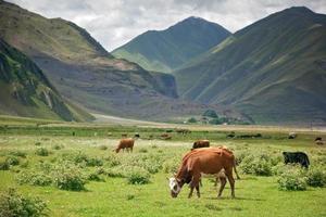 vacas pastam nas montanhas foto