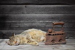 um gato grosso está localizado ao lado de um ferro de carvão velho pesado e enferrujado em uma superfície de madeira foto