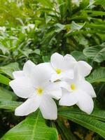 fotografia de flores brancas com folhas verdes ao fundo. sair no inverno foto