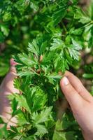 folhas de salsa nas mãos da criança foto