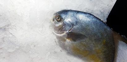 Pomfret dourado fresco congelar no gelo no mercado de peixe com espaço de cópia ou supermercado de frescura. conceito de comida animal ou não cozida foto