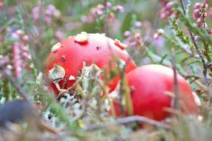 cogumelo venenoso em um campo de urze na floresta. cogumelo venenoso. boné vermelho, mancha branca foto