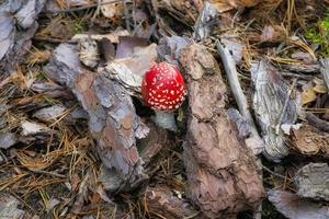 cogumelo venenoso no fundo de uma floresta de coníferas na floresta. cogumelo venenoso. foto