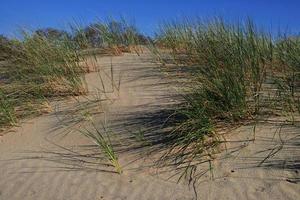 dunas de areia na costa do mar Báltico. grama de marram crescendo na areia. paisagem com vista para o mar da praia, duna de areia e grama. foto