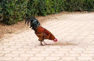 lindos galos coloridos de galinhas domésticas em uma pequena fazenda de quintal na zona rural. o galo bebe água de uma poça. foto