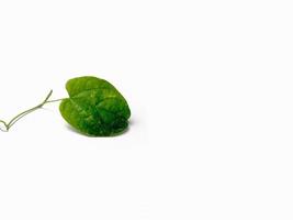 close-up de uma única folha verde isolada em um fundo branco conceito natural minimalista foto