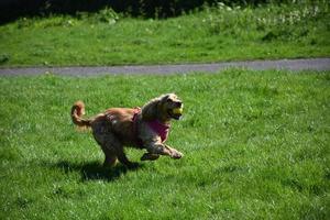 cão spaniel brincalhão com uma bola na boca foto