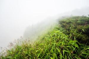 campo com neblina na montanha