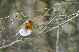 sinle robin no inverno foto