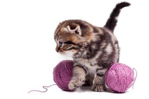 gatinho brincalhão e curioso. curioso gatinho escocês em pé perto dos emaranhados de lã e olhando para longe foto