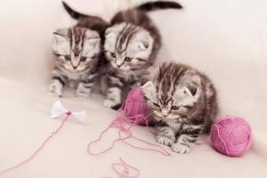 gatinhos despreocupados. três gatinhos scottish fold sentados perto um do outro e brincando com lã emaranhada foto