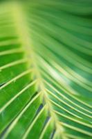 natureza tropical abstrata: macro exótica de folha de palmeira verde
