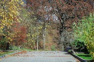 caminhos sombrios no parque outono com folhas amarelas caídas na estrada e grama verde foto