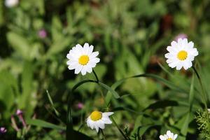 margaridas crescem em um parque da cidade no norte de israel. foto