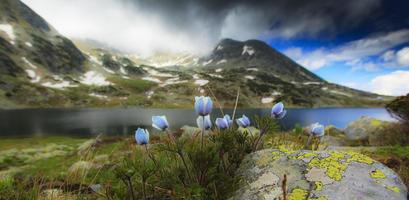 flores da primavera nas montanhas foto