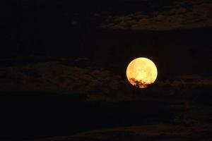 flor sangue lua cheia em maio pouco antes do eclipse lunar foto