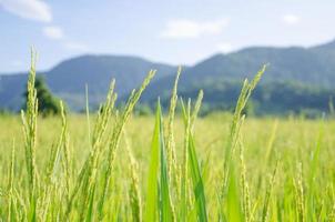 campo de arroz com montanha atrás foto
