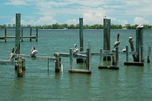 pelicanos no rio foto