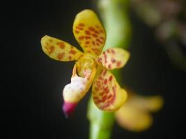 orquídeas selvagens na floresta da tailândia foto